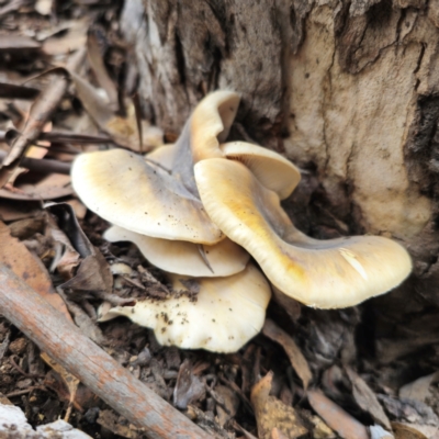 Omphalotus nidiformis (Ghost Fungus) at Captains Flat, NSW - 29 Dec 2023 by Csteele4