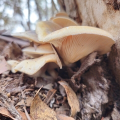 Omphalotus nidiformis at QPRC LGA - 29 Dec 2023