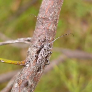 Disterna sp. (genus) at QPRC LGA - 29 Dec 2023