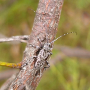 Disterna sp. (genus) at QPRC LGA - 29 Dec 2023