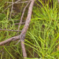 Disterna sp. (genus) at QPRC LGA - 29 Dec 2023