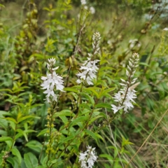 Veronica derwentiana subsp. derwentiana at QPRC LGA - 29 Dec 2023 05:40 PM