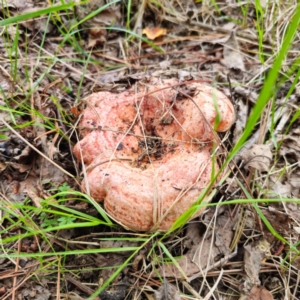 Lactarius deliciosus at QPRC LGA - 29 Dec 2023 05:38 PM