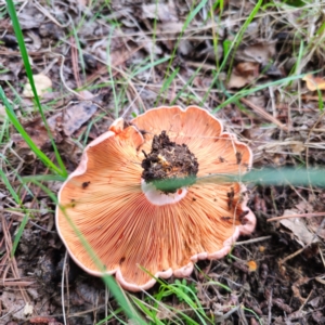 Lactarius deliciosus at QPRC LGA - 29 Dec 2023