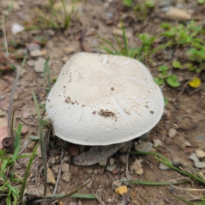 Agaricus sp. at QPRC LGA - 29 Dec 2023 05:18 PM