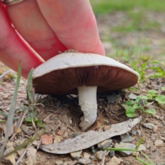 Agaricus sp. at QPRC LGA - 29 Dec 2023