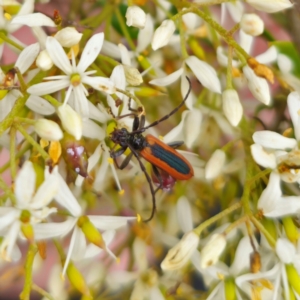 Stenoderus suturalis at QPRC LGA - 29 Dec 2023