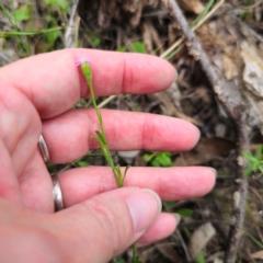 Vittadinia cuneata var. cuneata at QPRC LGA - 29 Dec 2023