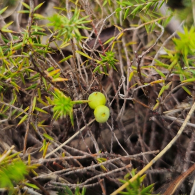 Acrotriche serrulata (Ground-berry) at QPRC LGA - 29 Dec 2023 by Csteele4