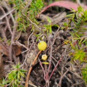 Acrotriche serrulata at QPRC LGA - 29 Dec 2023