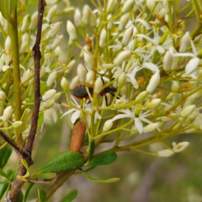 Gminatus australis (Orange assassin bug) at QPRC LGA - 29 Dec 2023 by Csteele4