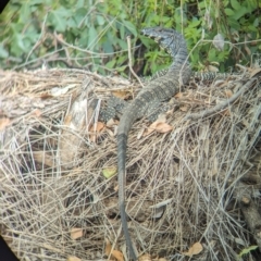 Varanus varius (Lace Monitor) at Yarragal, NSW - 28 Dec 2023 by Darcy