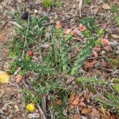 Opuntia aurantiaca (Tiger Pear) at Yarragal, NSW - 28 Dec 2023 by Darcy