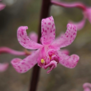 Dipodium roseum at QPRC LGA - suppressed