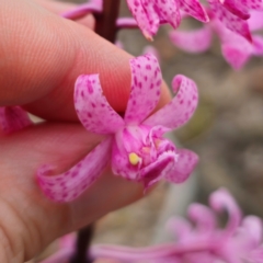 Dipodium roseum at QPRC LGA - suppressed