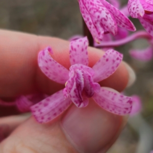 Dipodium roseum at QPRC LGA - suppressed