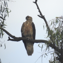 Haliastur sphenurus (Whistling Kite) at Bombowlee, NSW - 27 Dec 2023 by HelenCross