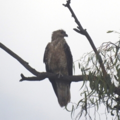 Haliastur sphenurus at Bombowlee, NSW - 27 Dec 2023