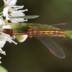 Campion sp. (genus) at QPRC LGA - 29 Dec 2023