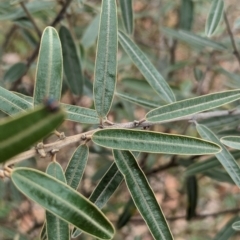 Hovea lanceolata by Darcy