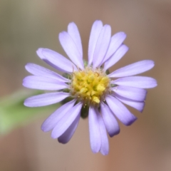 Vittadinia gracilis (New Holland Daisy) at QPRC LGA - 29 Dec 2023 by DianneClarke