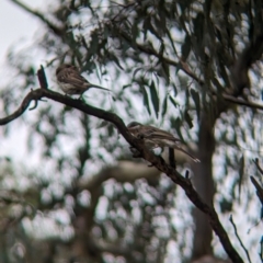 Acanthagenys rufogularis (Spiny-cheeked Honeyeater) at Yarragal, NSW - 29 Dec 2023 by Darcy
