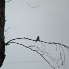 Artamus cyanopterus (Dusky Woodswallow) at Yarragal, NSW - 29 Dec 2023 by Darcy