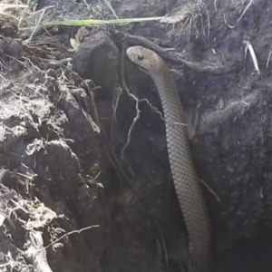 Pseudonaja textilis at Bombowlee, NSW - 28 Dec 2023