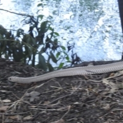 Pseudonaja textilis at Bombowlee, NSW - 28 Dec 2023