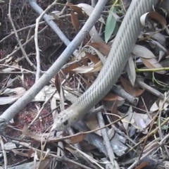 Pseudonaja textilis at Bombowlee, NSW - 28 Dec 2023