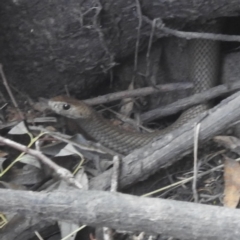 Pseudonaja textilis at Bombowlee, NSW - 28 Dec 2023