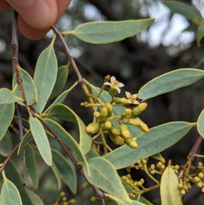 Santalum lanceolatum (Northern Sandalwood) at Yarragal, NSW - 29 Dec 2023 by Darcy