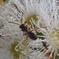 Lasioglossum sp. (genus) (Furrow Bee) at Tumut, NSW - 28 Dec 2023 by HelenCross