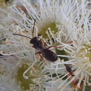 Lasioglossum sp. (genus) at Tumut, NSW - 28 Dec 2023 05:53 PM