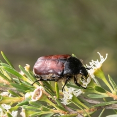 Bisallardiana gymnopleura (Brown flower chafer) at Block 402 - 28 Dec 2023 by Roger