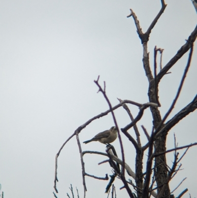 Aphelocephala leucopsis (Southern Whiteface) at Yarragal, NSW - 29 Dec 2023 by Darcy