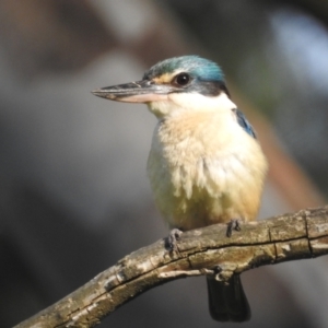 Todiramphus sanctus at Tumut, NSW - 28 Dec 2023