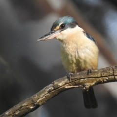 Todiramphus sanctus at Tumut, NSW - 28 Dec 2023