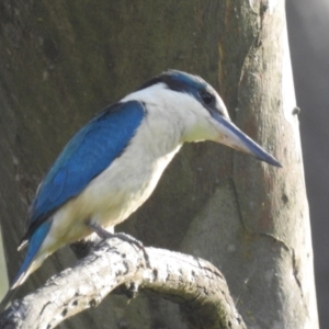 Todiramphus sanctus at Tumut, NSW - 28 Dec 2023