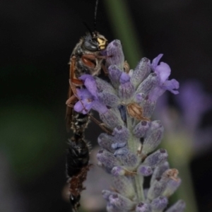 Thynninae (subfamily) at Murrumbateman, NSW - 29 Dec 2023