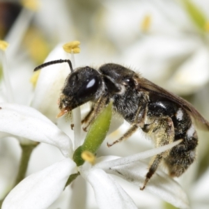 Lasioglossum (Chilalictus) sp. (genus & subgenus) at QPRC LGA - 29 Dec 2023