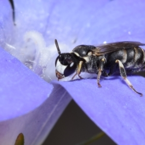 Hylaeus (Pseudhylaeus) albocuneatus at QPRC LGA - 29 Dec 2023