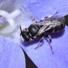 Hylaeus (Pseudhylaeus) albocuneatus at QPRC LGA - 29 Dec 2023