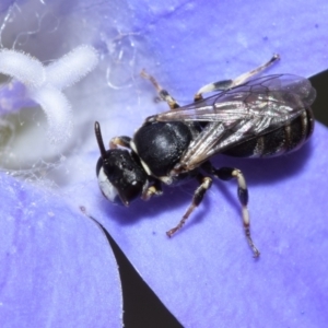 Hylaeus (Pseudhylaeus) albocuneatus at QPRC LGA - 29 Dec 2023