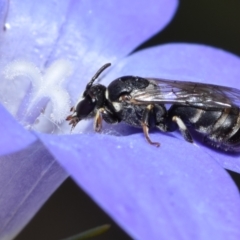 Hylaeus (Pseudhylaeus) albocuneatus at QPRC LGA - 29 Dec 2023