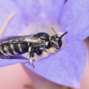 Hylaeus (Pseudhylaeus) albocuneatus at QPRC LGA - 29 Dec 2023