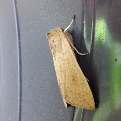 Mythimna (Pseudaletia) convecta at Watson, ACT - 27 Dec 2023