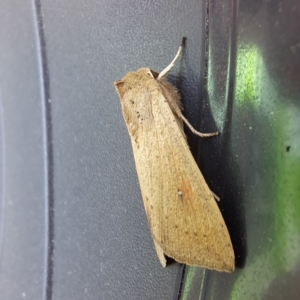 Mythimna (Pseudaletia) convecta at Watson, ACT - 27 Dec 2023