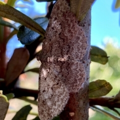 Psilosticha absorpta (Fine-waved Bark Moth) at Wingecarribee Local Government Area - 15 Dec 2023 by GlossyGal