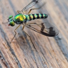 Unidentified Long-legged Fly (Dolichopodidae) at Vincentia, NSW - 29 Dec 2023 by Miranda